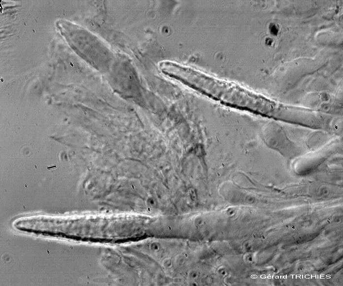 Ceppo - Crosta da determinare foto 1683 (Phlebia nothofagi)